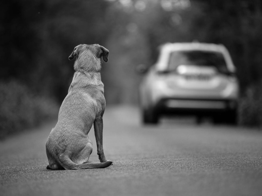 El Colegio de Veterinarios de Alicante refuerza la prevención del abandono animal mediante educación y concienciación.