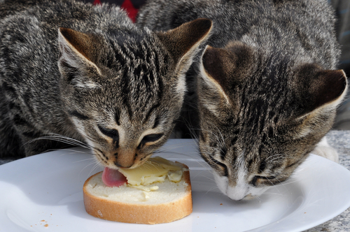 Caracter&iacute;sticas de la nutrici&oacute;n en felinos