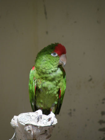 Adquisici&oacute;n de fauna ex&oacute;tica