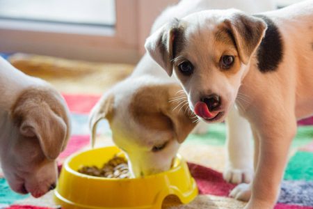 &iquest;Alimento seco o h&uacute;medo?