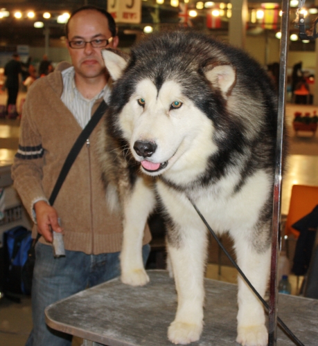&iquest;Por qu&eacute; mi perro huele mal?