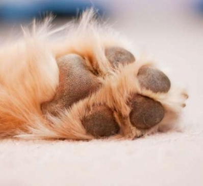 Cuidados b&aacute;sicos del perro: pies todoterreno