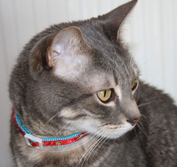 &iquest;C&oacute;mo s&eacute; que mi gato est&aacute; enfermo?