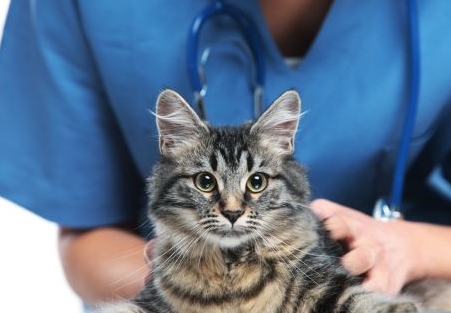 &iquest;Necesita tu gato ir al veterinario?