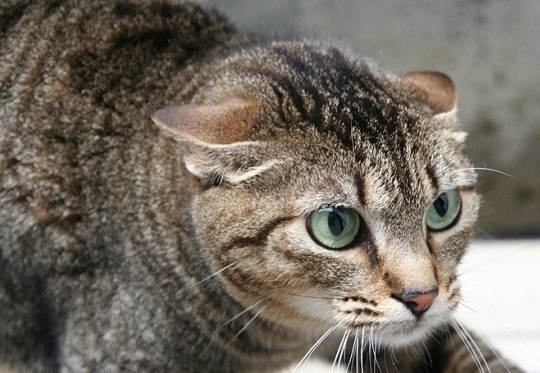 C&oacute;mo entenderte con tu gato
